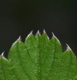 jahodník trávnice <i>(Fragaria viridis)</i> / List