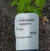 pelyněk roční <i>(Artemisia annua)</i> / Ostatní