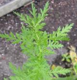 pelyněk roční <i>(Artemisia annua)</i> / List