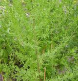 pelyněk roční <i>(Artemisia annua)</i> / Habitus
