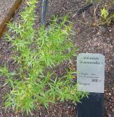 pelyněk estragon <i>(Artemisia dracunculus)</i> / Habitus
