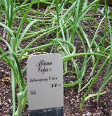 cibule kuchyňská <i>(Allium cepa)</i> / Habitus