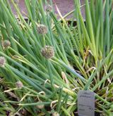 cibule zimní <i>(Allium fistulosum)</i> / Habitus