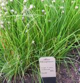 pažitka pobřežní <i>(Allium schoenoprasum)</i> / Habitus