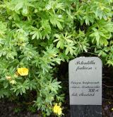 mochna křovitá <i>(Dasiphora fruticosa)</i> / Habitus