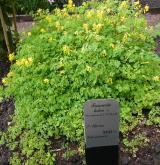 dymnivka žlutá <i>(Corydalis lutea)</i> / Habitus