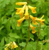 dymnivka žlutá <i>(Corydalis lutea)</i>