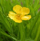 pryskyřník velký <i>(Ranunculus lingua)</i> / Květ/Květenství