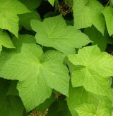 ostružiník nutkajský <i>(Rubus parviflorus)</i> / List