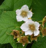 ostružiník nutkajský <i>(Rubus parviflorus)</i> / Květ/Květenství