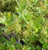 vrba bledá <i>(Salix starkeana)</i> / Habitus