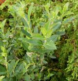 vrba černající <i>(Salix myrsinifolia)</i> / Habitus