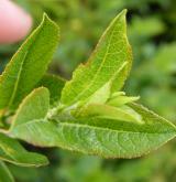 vrba černající <i>(Salix myrsinifolia)</i> / List