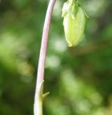 violka olysalá <i>(Viola epipsila)</i> / Plod