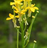 trýzel jestřábníkolistý <i>(Erysimum hieracifolium)</i> / Květ/Květenství