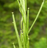trýzel jestřábníkolistý <i>(Erysimum hieracifolium)</i> / Plod