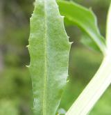 trýzel jestřábníkolistý <i>(Erysimum hieracifolium)</i> / List