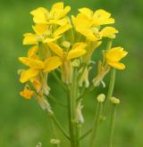 trýzel jestřábníkolistý <i>(Erysimum hieracifolium)</i> / Květ/Květenství