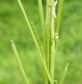 trýzel jestřábníkolistý <i>(Erysimum hieracifolium)</i> / Plod