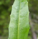 trýzel jestřábníkolistý <i>(Erysimum hieracifolium)</i> / List