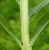 trýzel jestřábníkolistý <i>(Erysimum hieracifolium)</i> / Stonek