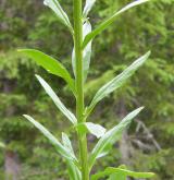 trýzel jestřábníkolistý <i>(Erysimum hieracifolium)</i> / Stonek