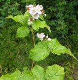 ostružiník Wahlbergův <i>(Rubus wahlbergii)</i> / Květ/Květenství