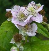 ostružiník Wahlbergův <i>(Rubus wahlbergii)</i> / Květ/Květenství