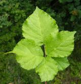 ostružiník Wahlbergův <i>(Rubus wahlbergii)</i> / List