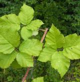 ostružiník Wahlbergův <i>(Rubus wahlbergii)</i> / Stonek