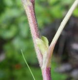 ostružiník skalní <i>(Rubus saxatilis)</i> / Stonek