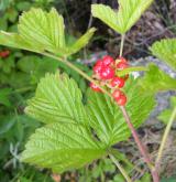 ostružiník skalní <i>(Rubus saxatilis)</i> / Plod