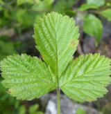ostružiník skalní <i>(Rubus saxatilis)</i> / List