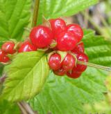 ostružiník skalní <i>(Rubus saxatilis)</i> / Plod