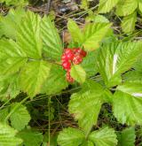 ostružiník skalní <i>(Rubus saxatilis)</i> / Květ/Květenství