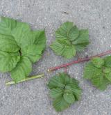 ostružiník fialovoostný <i>(Rubus pruinosus)</i> / Větve a pupeny