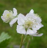 ostružiník fialovoostný <i>(Rubus pruinosus)</i> / Květ/Květenství