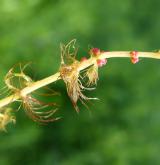 stolístek střídavolistý <i>(Myriophyllum alterniflorum)</i> / Stonek