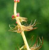 stolístek střídavolistý <i>(Myriophyllum alterniflorum)</i> / Květ/Květenství