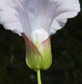 opletník sličný  <i>(Calystegia pulchra)</i> / Květ/Květenství