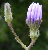 mléčivec velkolistý <i>(Cicerbita macrophylla)</i> / Květ/Květenství