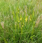 liliovec kostilomka <i>(Narthecium ossifragum)</i> / Habitus