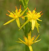 liliovec kostilomka <i>(Narthecium ossifragum)</i>