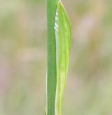 liliovec kostilomka <i>(Narthecium ossifragum)</i> / List