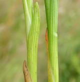 liliovec kostilomka <i>(Narthecium ossifragum)</i> / Stonek