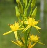 liliovec kostilomka <i>(Narthecium ossifragum)</i> / Květ/Květenství