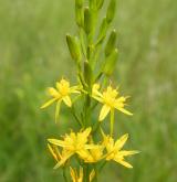 liliovec kostilomka <i>(Narthecium ossifragum)</i>