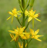 liliovec kostilomka <i>(Narthecium ossifragum)</i> / Květ/Květenství