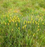 liliovec kostilomka <i>(Narthecium ossifragum)</i>