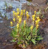 liliovec kostilomka <i>(Narthecium ossifragum)</i>